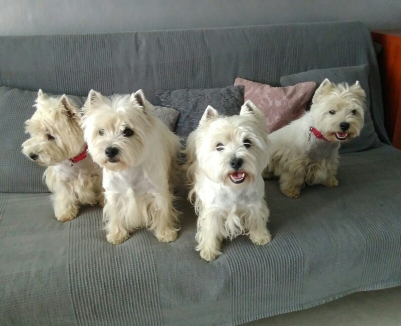 Jordan, Katja, Pipa, Charlotte